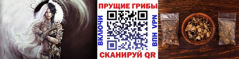 Псилоцибиновые грибы GOLDEN TEACHER  Кизилюрт 